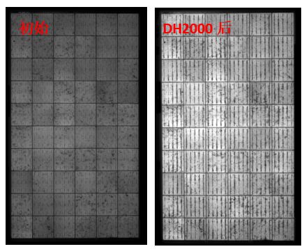 圖13 組件采用VA33含量EVA封裝后，DH2000前后的EL圖
